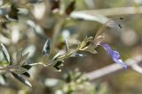 Teucrium fruticans