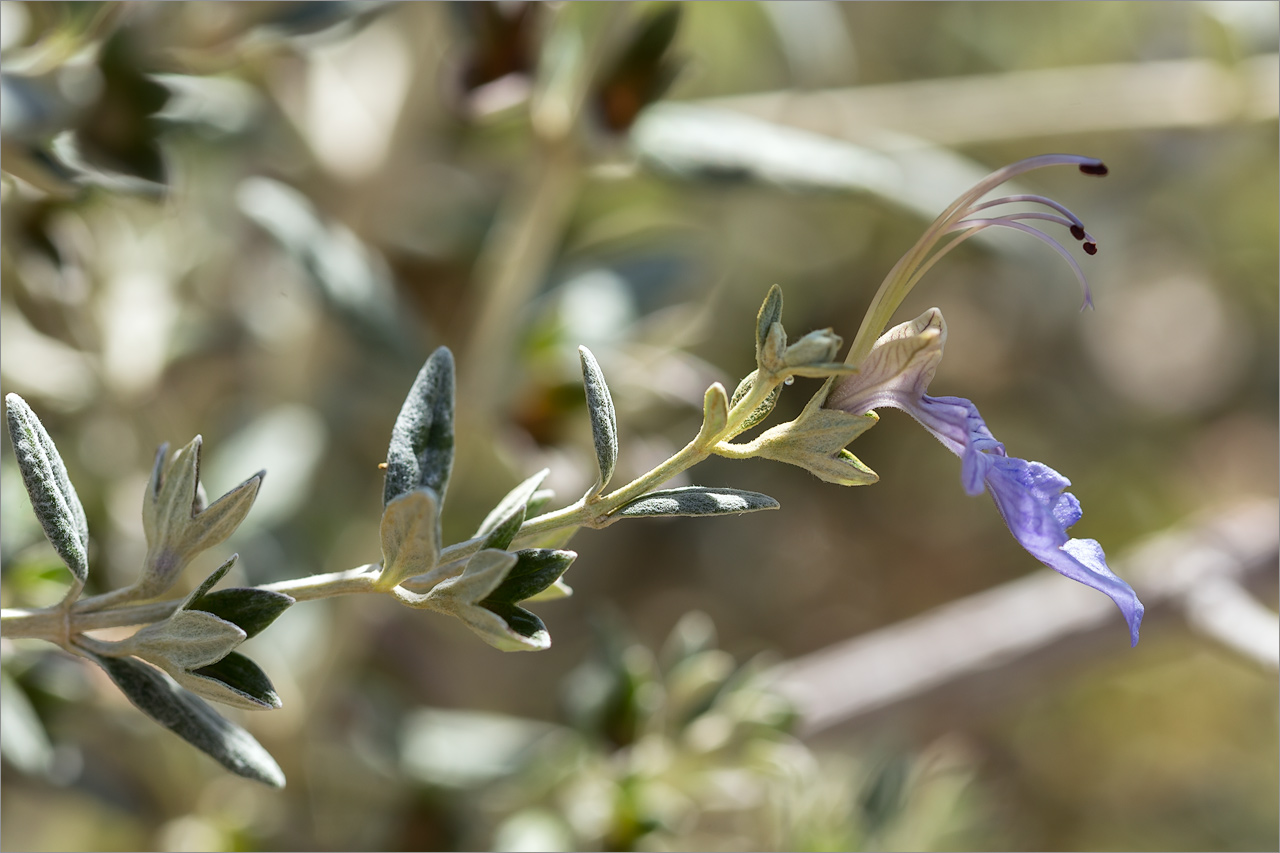 Изображение особи Teucrium fruticans.