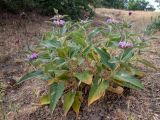 Phlomis taurica. Цветущее растение в сообществе с Aegilops и с Dianthus capitatus. Крым, Южный Берег, окр. пос. Лесной, луг на косогоре. 26.05.2024.