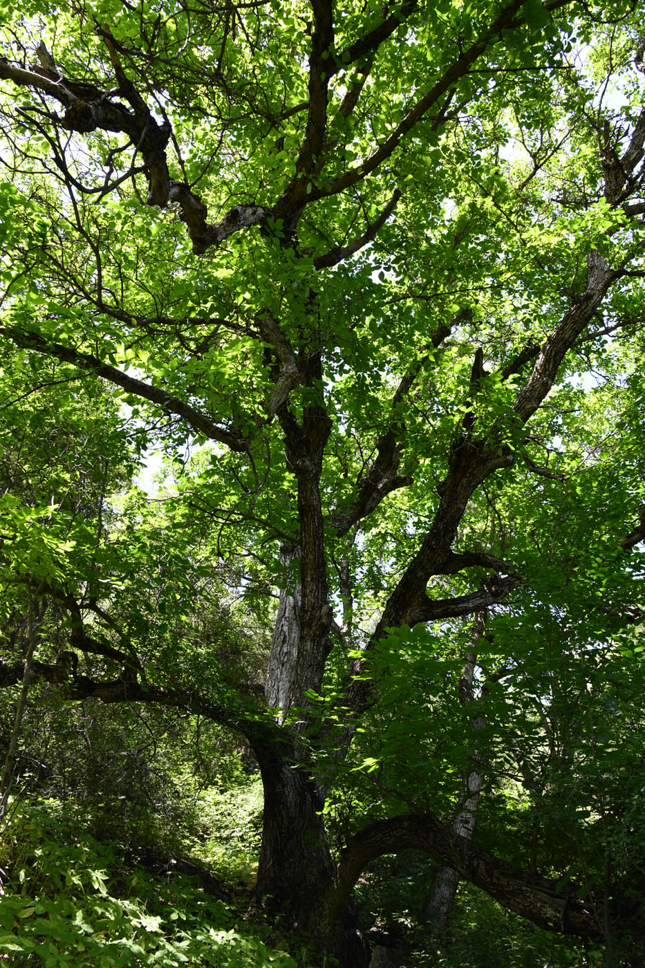 Изображение особи Juglans regia.