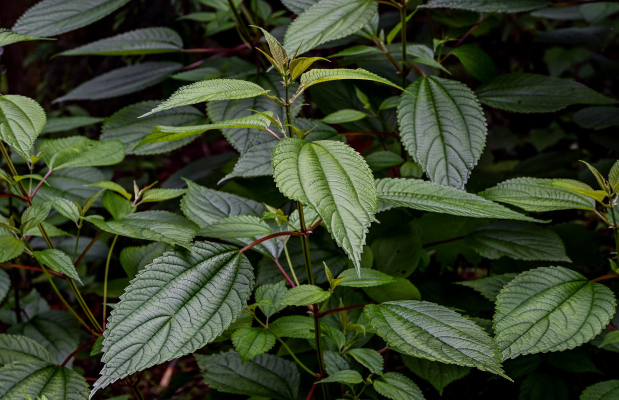 Image of Pilea martini specimen.