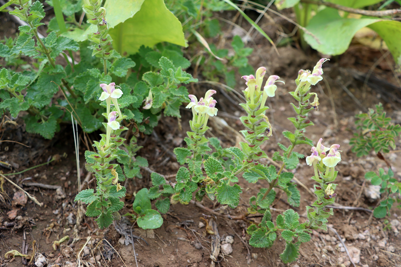 Изображение особи Scutellaria cordifrons.