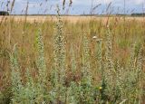 Artemisia pontica. Верхние части вегетирующих и зацветающих растений. Ульяновская обл., Мелекесский р-н, дол. р. Ташёлка, надпойменная терраса, остепнённый луг с участками засоления. 26.08.2023.