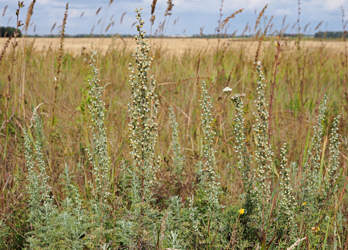 Image of Artemisia pontica specimen.