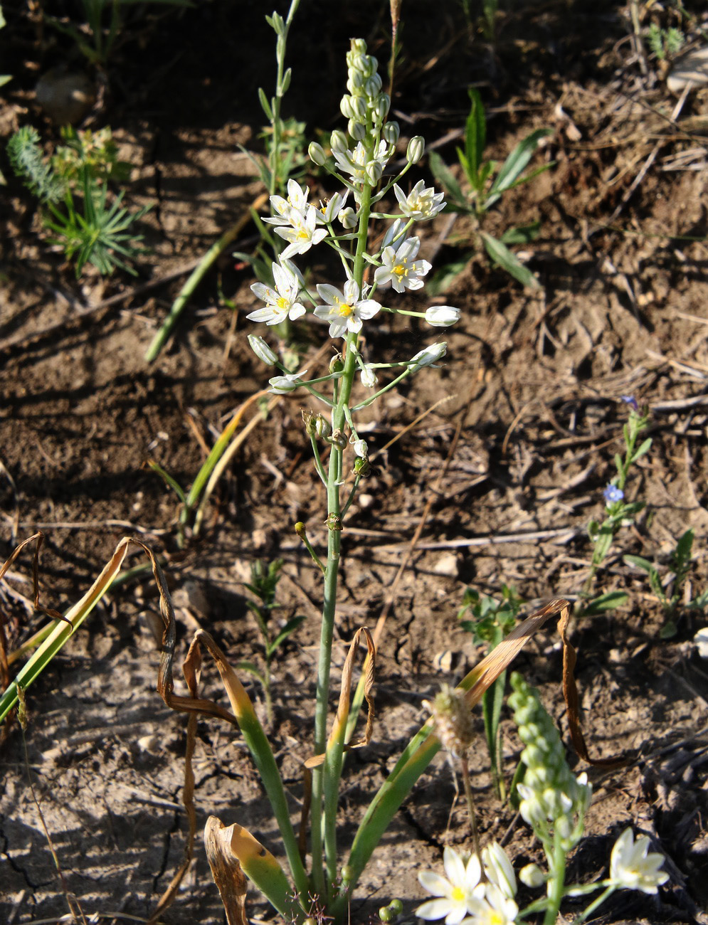 Image of Ornithogalum ponticum specimen.