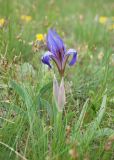 Iris glaucescens