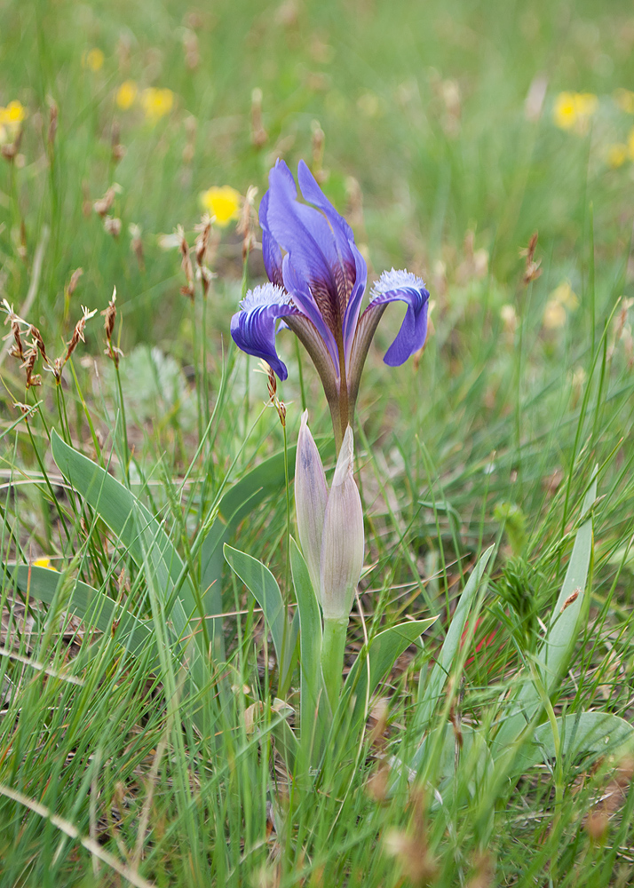 Изображение особи Iris glaucescens.