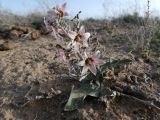 Rhinopetalum karelinii. Цветущее растение. Казахстан, Туркестанская обл., Сузакский р-н, окр. пос. Кызымшек (Степной), Западная Бетпак-Дала, боялычевая пустыня. 2 апреля 2025 г.