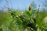Astragalus oropolitanus