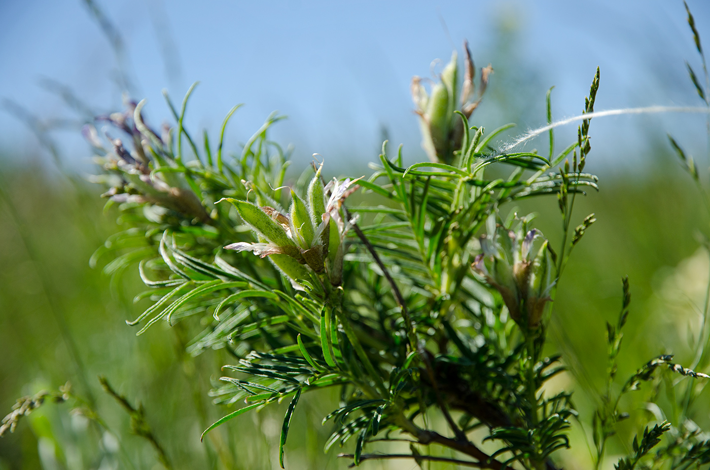 Изображение особи Astragalus oropolitanus.