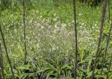 Arabidopsis thaliana