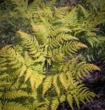 Смотреть изображение Pteridium pinetorum