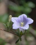 View full-size image Campanula hagielia