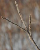 Смотреть изображение Salix borealis