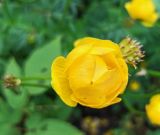 Смотреть изображение Trollius europaeus