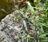 View full-size image Nonea rosea