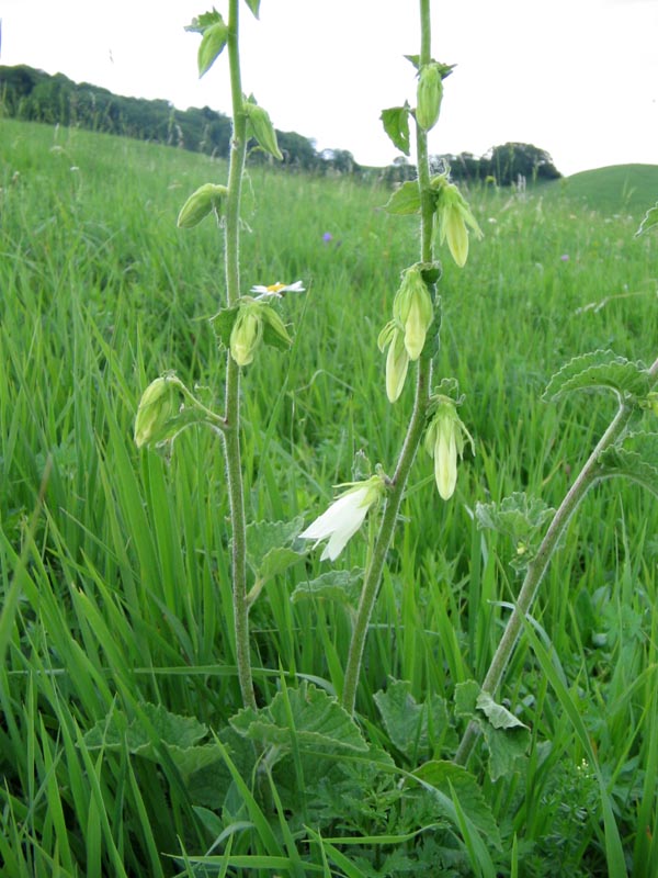 Изображение особи Campanula alliariifolia.