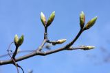 Acer pseudoplatanus. Веточка с распускающимися генеративными почками. Санкт-Петербург, 07.05.2011.