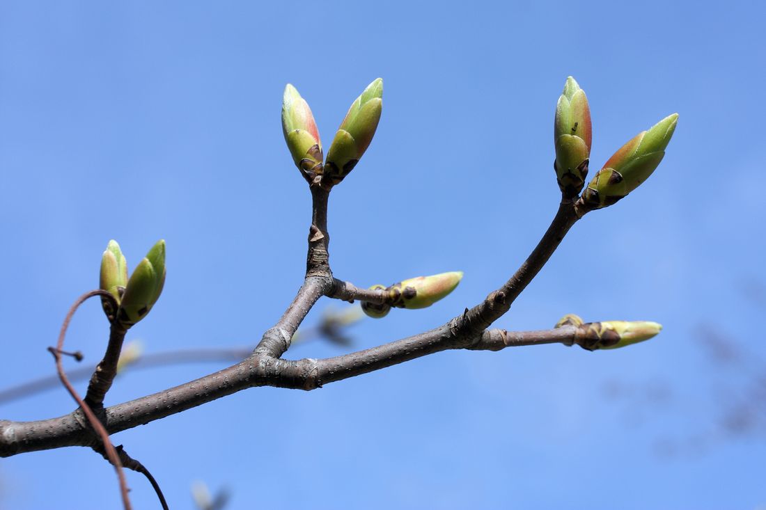 Image of Acer pseudoplatanus specimen.