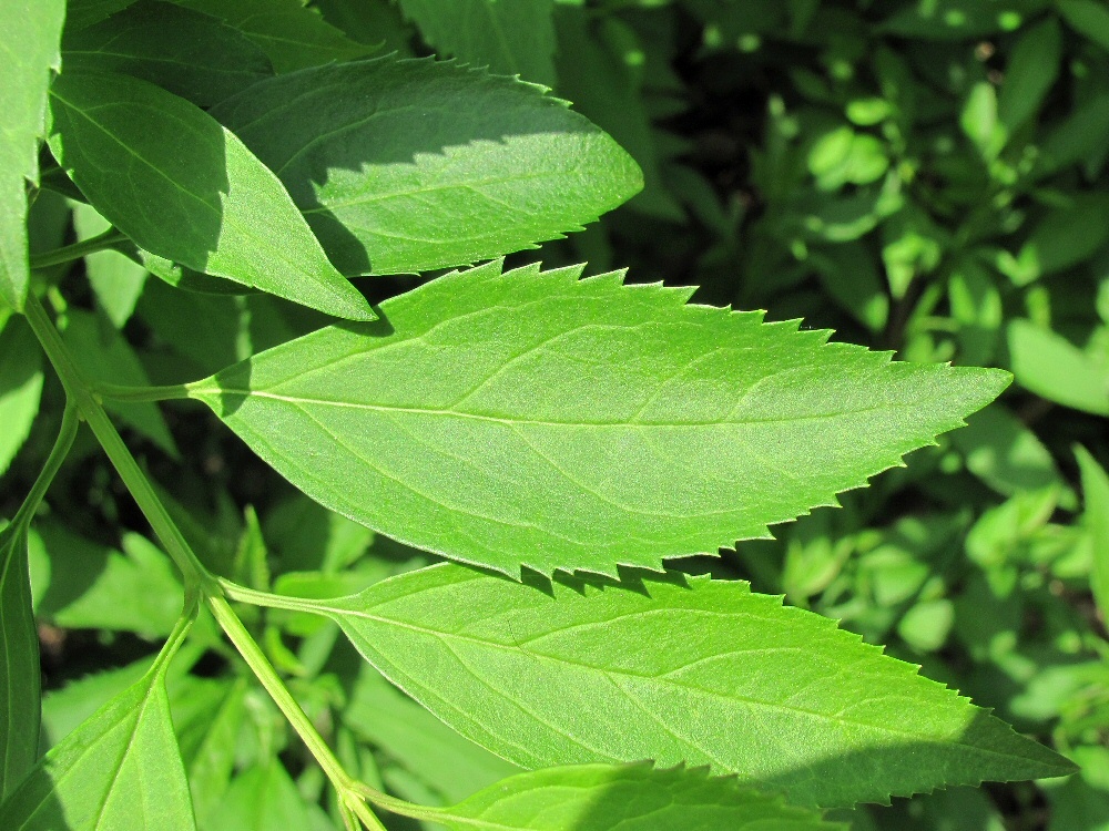 Image of genus Forsythia specimen.