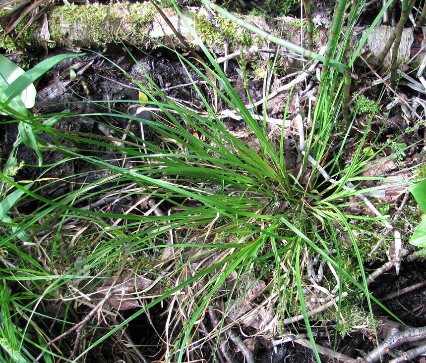 Image of Carex elongata specimen.