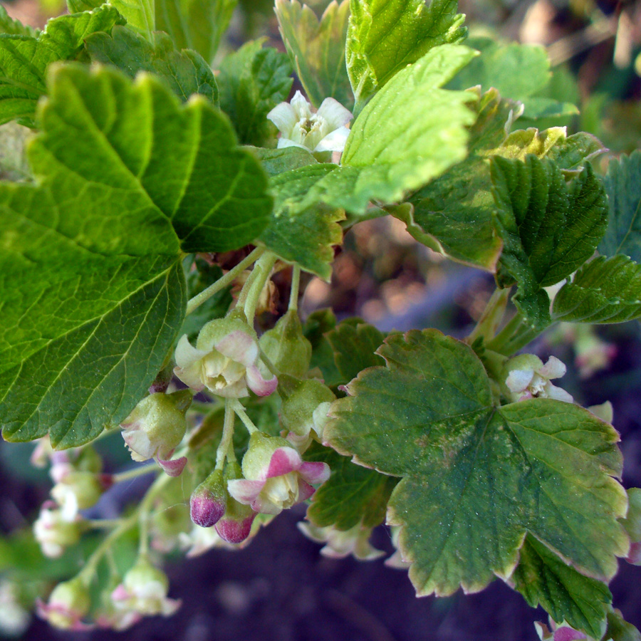 Image of Ribes nigrum specimen.