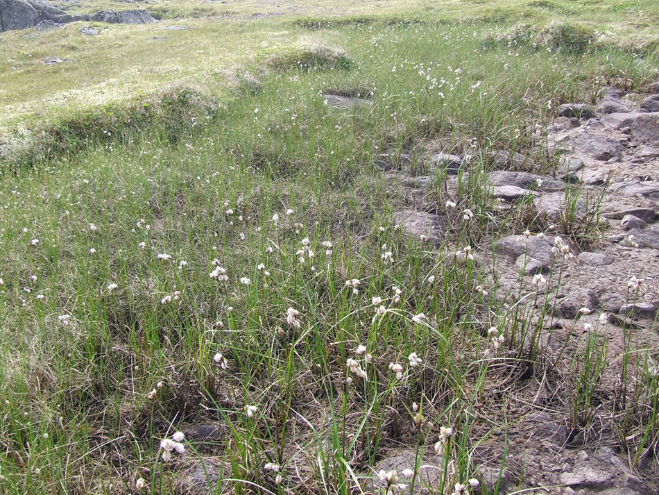 Image of Eriophorum angustifolium specimen.