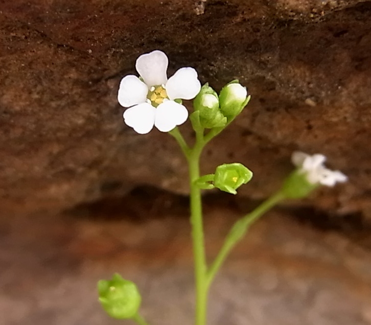 Image of Samolus valerandi specimen.