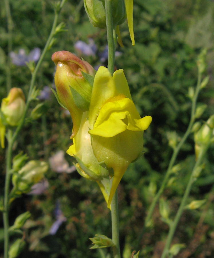 Image of Linaria genistifolia specimen.