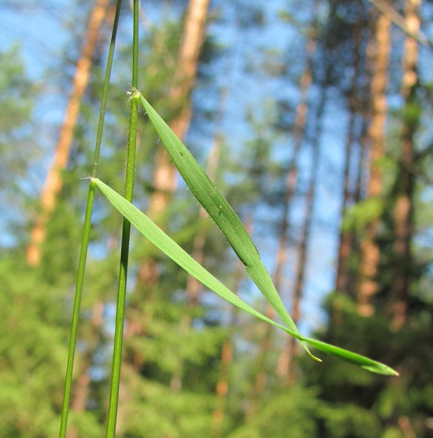 Image of Anthoxanthum odoratum specimen.