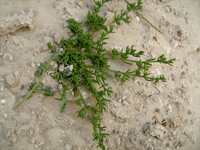 Image of Mesembryanthemum nodiflorum specimen.