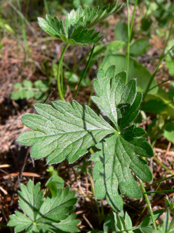 Изображение особи Potentilla crantzii.