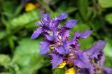 Melampyrum nemorosum. Верхушка цветущего растения с ярко окрашенными прицветными листьями. Московская обл., Раменский р-н. Хрипань, опушка леса. 24.06.2008.