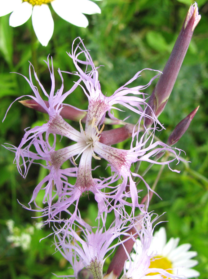 Image of Dianthus superbus specimen.