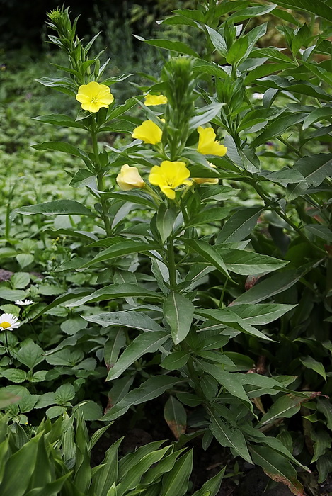 Image of genus Oenothera specimen.