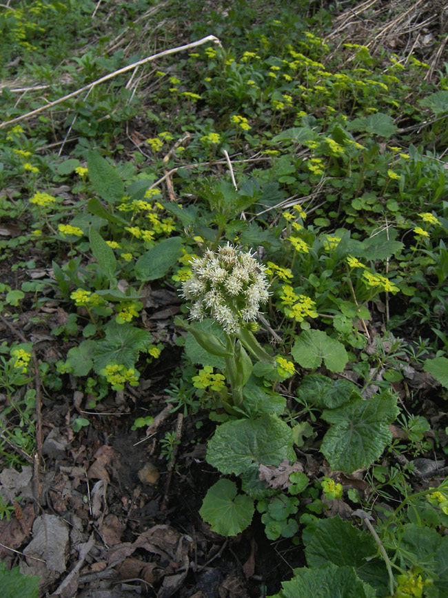 Image of Petasites albus specimen.