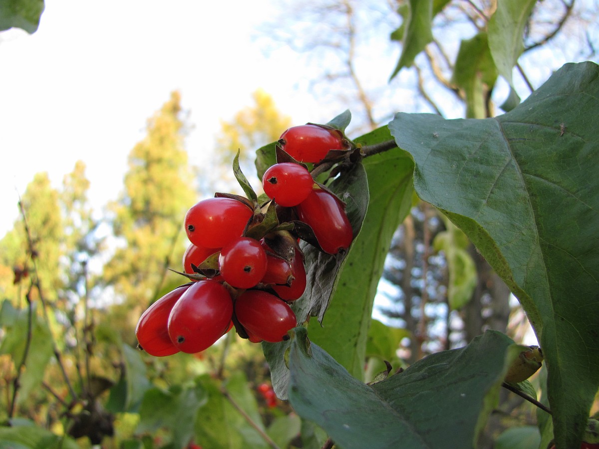 Image of Lonicera ferdinandi specimen.