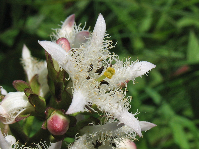 Image of Menyanthes trifoliata specimen.