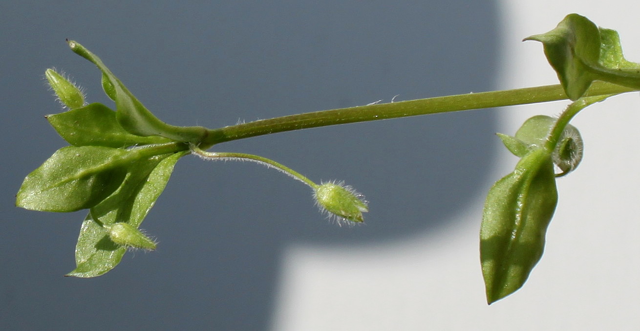 Image of Stellaria media specimen.