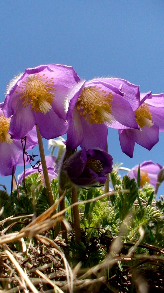 Image of Pulsatilla violacea specimen.