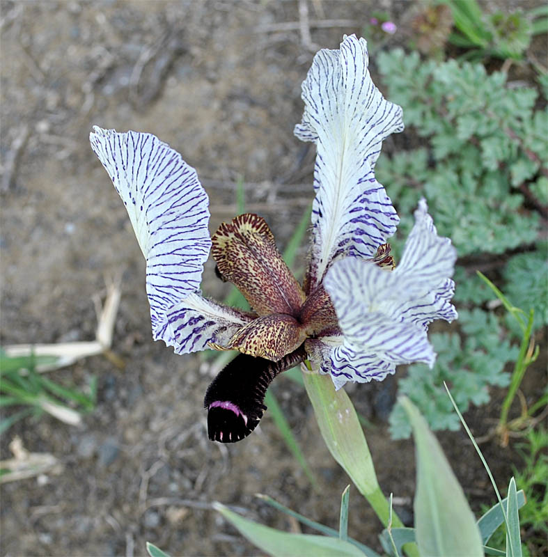 Изображение особи Iris medwedewii.