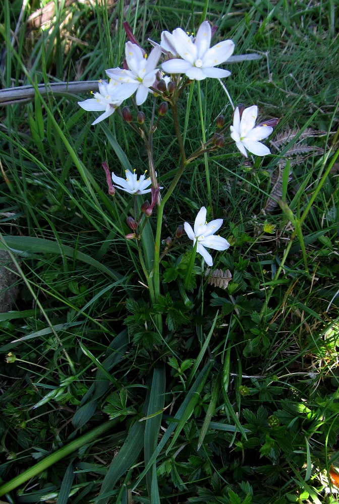 Image of Simethis planifolia specimen.