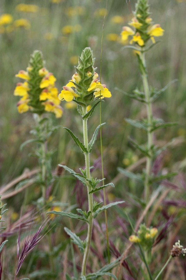 Image of Bellardia trixago specimen.