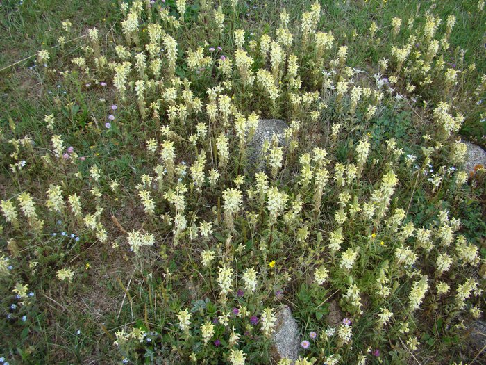 Изображение особи Pedicularis ludwigii.