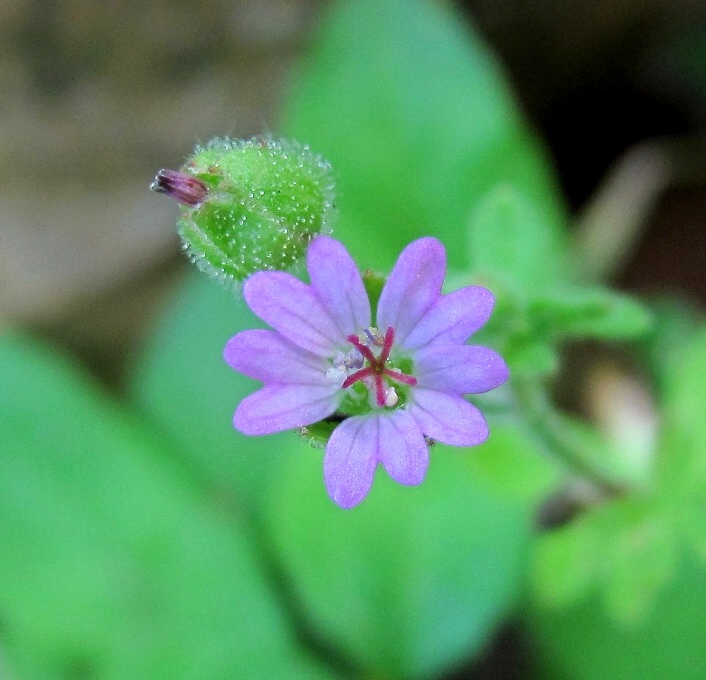 Image of Geranium molle specimen.