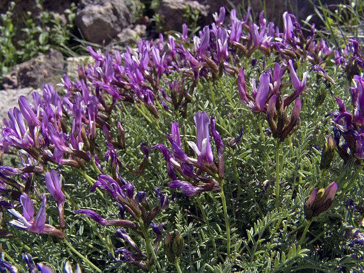 Image of Astragalus pachyrrhizus specimen.