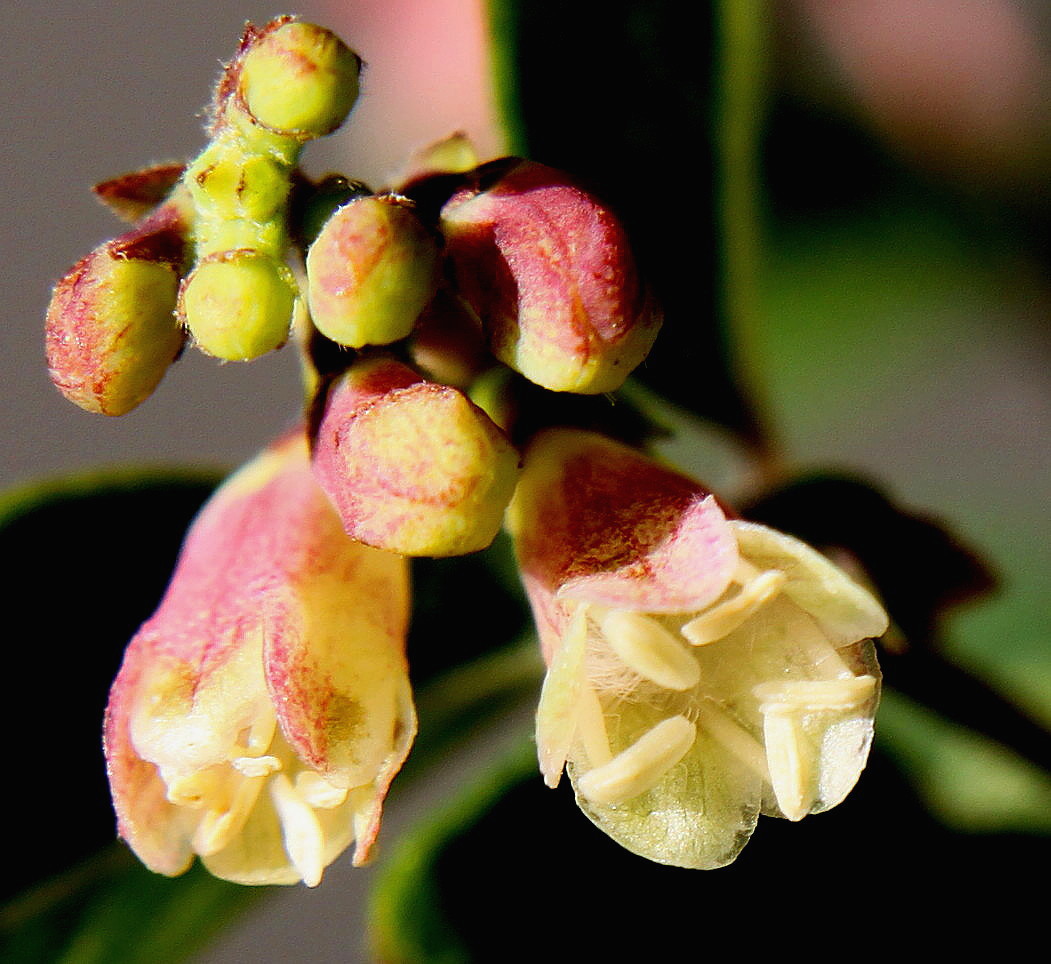 Image of Symphoricarpos &times; chenaultii specimen.