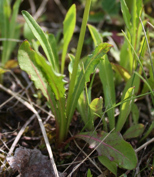 Изображение особи Leontodon hispidus ssp. hastilis.