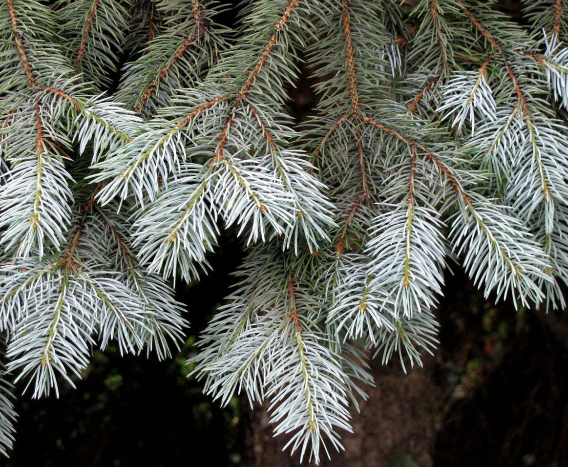 Image of Picea pungens f. glauca specimen.