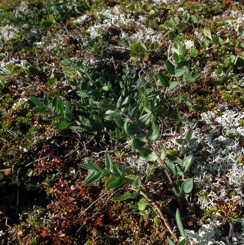 Изображение особи Oxytropis sordida.